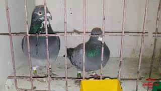 Accouplement pigeon jaccouple 34 couples de pigeon voyageur [upl. by Eeleak44]