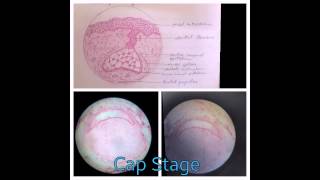 First year BDS Learn dental histology slides in 90 secs by Dr Ayush Arora [upl. by Uranie]