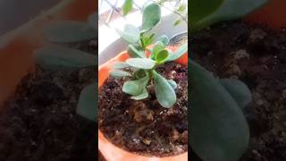 Crassula plantcare tips plants indoorplantsoutdoorplants‎shortsvideo goodlittlerocket1328 [upl. by Viola]