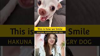 This is how Nikki ♥️😋 Smile  Hakuna Matata Angry Dog hakunamatataangrydog hakunamatata [upl. by Lua]