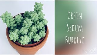 SEDUM BURRITO ou ORPIN by OPCP [upl. by Hetty]