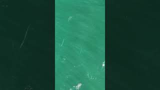 A pair of Houndfish glide over a spot of Orange Boring Sponge on the reef below [upl. by Atikahs]