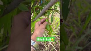 Bilimbi tree and fruit It’s so sour so sour…😖😖😖 [upl. by Paterson459]