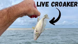 Using LIVE CROAKERS To Catch Hammer Beach Fish Catch Clean amp Cook [upl. by Inar]