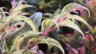 Learning About Leucothoe [upl. by Baalbeer]