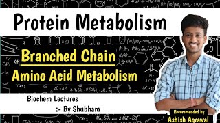 Branched Chain Amino Acid Metabolism  Protein Metabolism Biochemistry Lectures [upl. by Ahsrat]