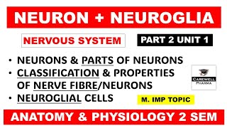 Neurons  Neuroglial cells  Types  Classification amp Properties of nerve fibre  Part 2 U 1  hap 2 [upl. by Matless]