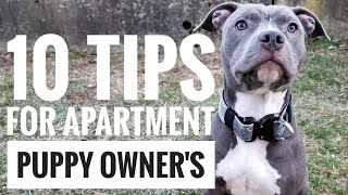 Blue nose pitbull puppy training tips For 95 people [upl. by Dadirac]