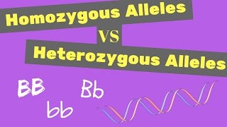 Homozygous vs Heterozygous Alleles  Punnet Square Tips [upl. by Ecirahs]