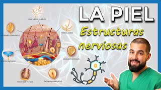 ANATOMÍA DE LA PIEL Estructuras nerviosas Merkel  Meissner  Pacini  Ruffini  Krause [upl. by Brower]