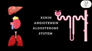 RENIN ANGIOTENSIN ALDOSTERONE SYSTEM RAAS [upl. by Suzanne]