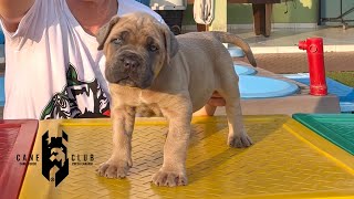 WARRIOR  MACHO FORMENTINO DE CANE CORSO [upl. by Winnick474]