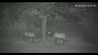 BenezettePa Live Elk cam hdontap Pa Game Commission92022 [upl. by Notfol]