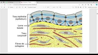 histologie s1 BCG EPITHELIAL partie 1 [upl. by Nelag]