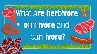 HERBIVORES  CARNIVORES amp OMNIVORES  TYPES OF ANIMALS  EATING HABITS OF ANIMALS [upl. by Ameg]