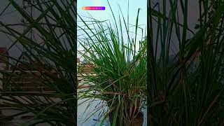 lemon grass cymbopogon plant [upl. by Amandie]