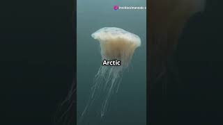 Meet the Giant The Lions Mane Jellyfish [upl. by Imot]