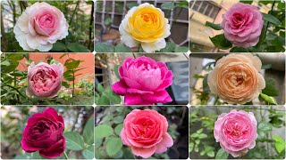 25 Blooming Roses  David Austin Kordes Meilland roses and more in my terrace garden [upl. by Ahsiyn]