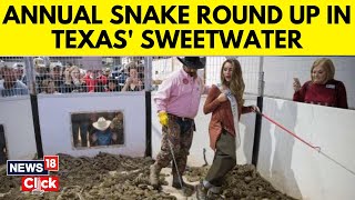 Annual Rattlesnake Roundup  Texas  US News  Rattlesnake  Animal Videos  News18 Exclusive [upl. by Edouard]