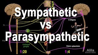 Autonomic Nervous System Sympathetic vs Parasympathetic Animation [upl. by Htebirol]