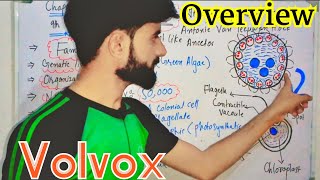 Volvox  Biology  Class  9th  Ch  01  Urdu  Hindhi [upl. by Werra]