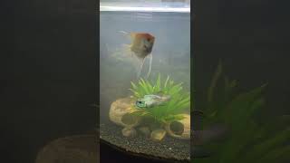 36 Gallon Bow Front Aquarium Update My Fish Looking Healthy [upl. by Monjan886]