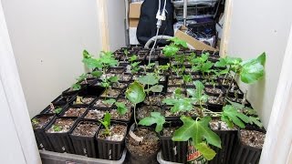 Rooting Fig Cuttings The Direct Planting Method [upl. by Korey]