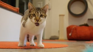 Coffee and Cats Inside one of America’s Cat Cafe [upl. by Anastasius117]