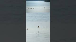 A Whimbrel leads the group to cross the waters whimbrels birds mangroves wildlife [upl. by Coulter]