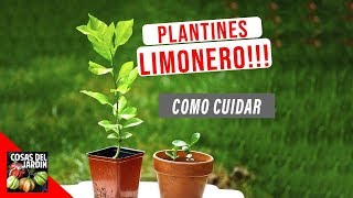 SI SEMBRASTE LIMONERO TIENES QUE VER ESTE VIDEO  CUIDADOS DE PLANTINES [upl. by Enirhtak]