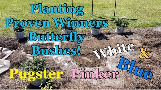 Planting Proven Winners Pugster Pinker Pugster White and Pugster Blue Butterfly Bushes [upl. by Anesor]