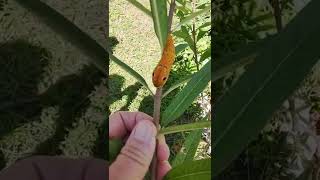 Spicebush Swallowtail Caterpillar [upl. by Dor]