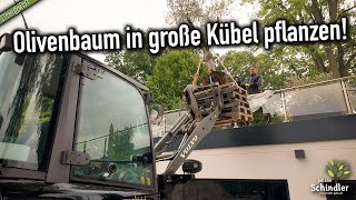 Olivenbaum in große Kübel pflanzen worauf ihr achten solltet [upl. by Bartie]