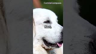 Mastiff vs Great Pyrenees Which Guardian Breed is Right for You [upl. by Cody300]