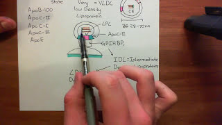 Introduction to Lipoproteins Part 8 [upl. by Bunnie]