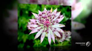 Astrantia  garden plants [upl. by Calmas]