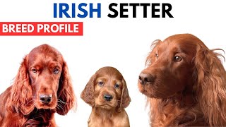 Irish Setter Breed Profile History  Price  Traits  Irish Setter Grooming Needs  Lifespan [upl. by Genie]