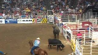 Wild cow milking days of 47 rodeo 2011 [upl. by Ettenot]