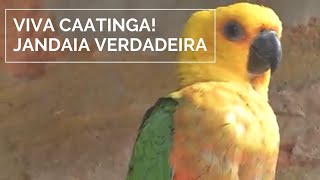 Viva Caatinga Jandaia Verdadeira [upl. by Carmena583]