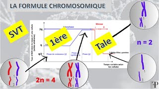 cours SVT 1ère et terminale  la formule chromosomique [upl. by Gerstner]