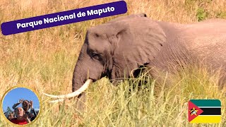 Parque Nacional de Maputo  WildLife Galore  July 2023 [upl. by Assyn]