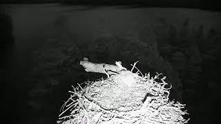 Live osprey nest camera at Loch of the Lowes Wildlife Reserve [upl. by Arolf920]