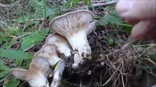 Pleurotus eryngii Funghi di Ferla e Panicaudu Novembre 2015 [upl. by Eniamahs]