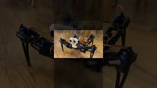 🕷️ Arduino Robot Spider Walks Autonomously  DIY Robotics Project shorts [upl. by Novanod]