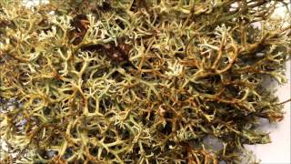 Timelapse of lichen transforming when wet [upl. by Saduj686]