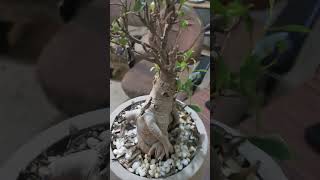 Bonsai asmr bonsai viralvideo video shortsfeed satisfying [upl. by Noelani345]