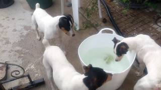 Bocoy ratonero bodeguero andaluz intentando coger una pelota de debajo del agua [upl. by Nnylsia]