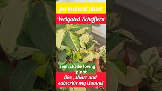 Variegated Schefflera Semi shade loving plant permanent plant  my plant my garden trending [upl. by Naxor17]