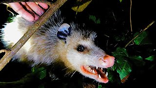 Petting a wild possum in my backyard  Mississippi Wildlife 9242020 [upl. by Yboj287]