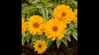 Bit of Honey Heliopsis helianthoides Bin3aiah Plants [upl. by Niawtna]